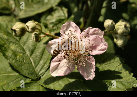 Honig Biene Apis Melifera auf Bramble Nahaufnahme Makro 1:1 Canon 100 mm Stockfoto