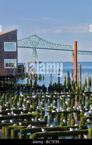 Möwen auf alte Bausubstanz mit Astoria Brücke Astoria Oregon Stockfoto