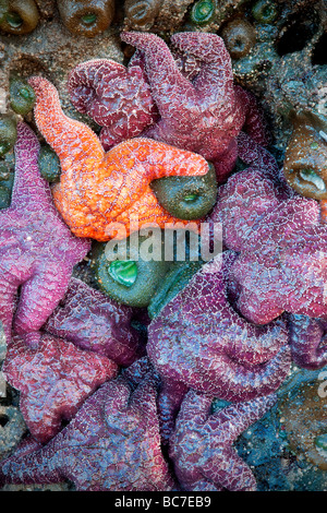 Seesterne und Seeanemonen bei Ebbe Bandon Strand Oregon Stockfoto