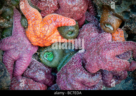 Seesterne und Seeanemonen bei Ebbe Bandon Strand Oregon Stockfoto