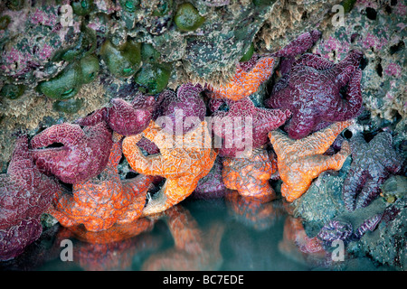 Seesterne und Seeanemonen bei Ebbe Bandon Strand Oregon Stockfoto