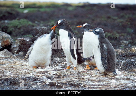 Gentoo Penguins, Pygoscelis Papua - zwei Erwachsene mit zwei Küken. Eines der Küken ist betteln um Essen Stockfoto
