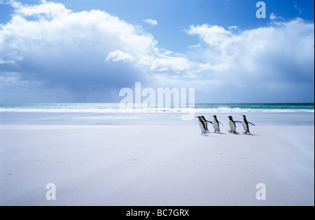 Eine Gruppe Königspinguine, Aptenodytes Patagonicus, zu Fuß auf einem weißen Sandstrand Stockfoto