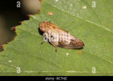 Erle Spittlebug ein Blutzikade Aphrophora Alni Aphrophoridae UK Stockfoto