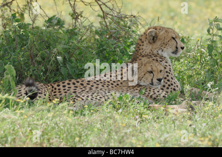 Stock Foto von einem jungen Geparden ruht in th Rasen, Serengeti Nationalpark, Tansania, Februar 2009. Stockfoto