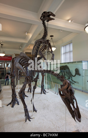 Hadrosauridae Fossilien aka die Ente in Rechnung gestellt Dinosaurier Museum of Natural History New York Stockfoto