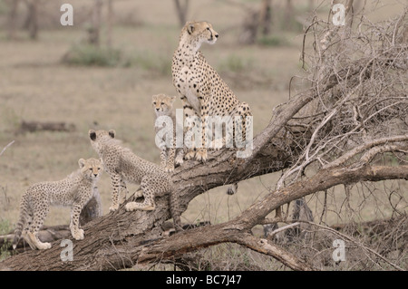 Stock Foto von einem Geparden und jungen sitzen auf einem Baumstamm Ndutu, Ngorongoro Conservation Area, Tansania, Februar 2009. Stockfoto
