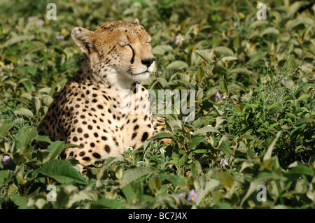 Stock Foto von einem Geparden sitzen in der Vegetation auf der kurzen Grasebenen der Ndutu, Ngorongoro Conservation Area, Tansania. Stockfoto