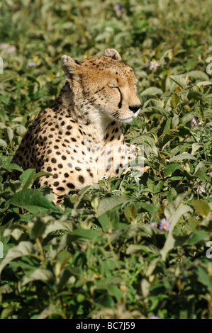 Stock Foto von einem Geparden sitzen in der Vegetation auf der kurzen Grasebenen der Ndutu, Ngorongoro Conservation Area, Tansania. Stockfoto