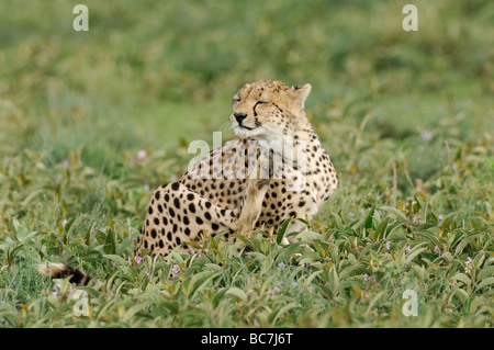 Stock Foto von einem Geparden sitzen in der Vegetation auf der kurzen Grasebenen der Ndutu, Ngorongoro Conservation Area, Tansania. Stockfoto