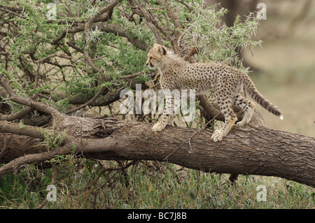 Stock Foto von einem Geparden Cub Kletterbaum, Ndutu, Tansania Stockfoto