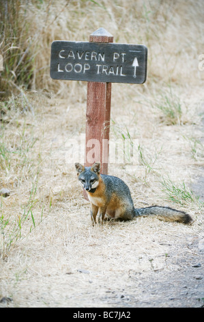 Insel-Fuchs (Urocyon Littoralis), stark gefährdet, Insel Santa Cruz, Channel Islands National Park, Kalifornien ENDEMISCH Stockfoto