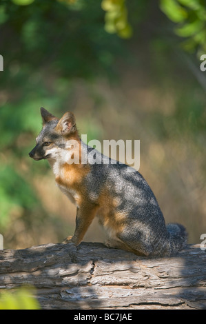 Insel-Fuchs (Urocyon Littoralis), stark gefährdet, Insel Santa Cruz, Channel Islands National Park, Kalifornien ENDEMISCH Stockfoto