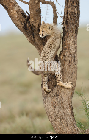 Stock Foto von einem Geparden Cub Kletterbaum, Ndutu, Tansania Stockfoto