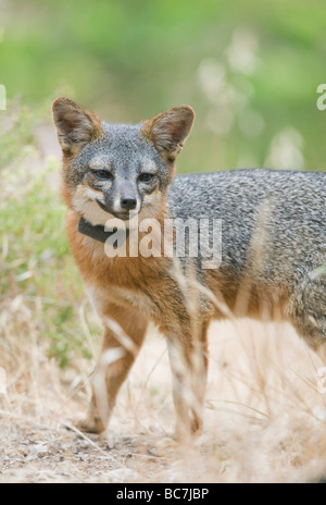 Insel-Fuchs (Urocyon Littoralis), stark gefährdet, Insel Santa Cruz, Channel Islands National Park, Kalifornien ENDEMISCH Stockfoto