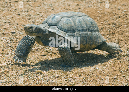 Wüste Schildkröte (Gopherus Agassizii) stark gefährdet, Kalifornien, in Gefangenschaft Stockfoto