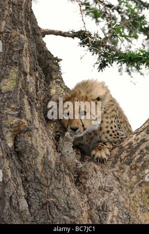 Stock Foto von einem Geparden Cub Kletterbaum, Ndutu, Tansania Stockfoto