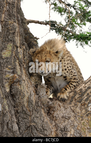 Stock Foto von einem Geparden Cub Kletterbaum, Ndutu, Tansania Stockfoto