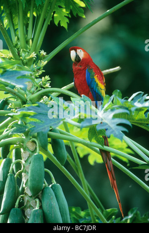 Scharlachrote Aras (Ara Macao) Tambopata Reservat, Amazonas, Peru Stockfoto