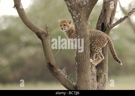 Stock Foto von einem Geparden Cub Kletterbaum, Ndutu, Tansania Stockfoto