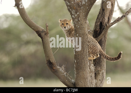 Stock Foto von einem Geparden Cub Kletterbaum, Ndutu, Tansania Stockfoto