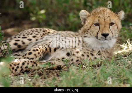 Stock Foto von einem jungen Geparden ruht in der Wiese, Serengeti Nationalpark, Tansania, Februar 2009. Stockfoto