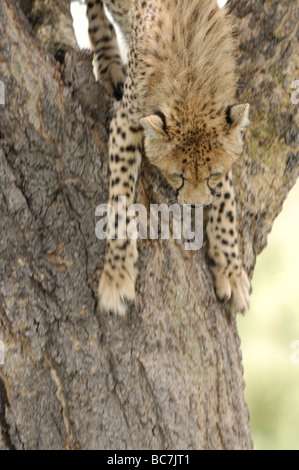 Stock Foto von einem Geparden Cub klettern einen Baum, Serengeti Nationalpark, Tansania, Februar 2009. Stockfoto