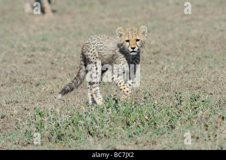 Stock Foto von einem Geparden Cub zu Fuß in Richtung der Kamera, Ndutu, Ngorongoro Conservation Area, Tansania, Februar 2009. Stockfoto