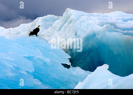 Weißkopf-Seeadler, Haliaeetus Leucocephalus, stehend auf einem Eisberg. Bekannt als ein American Eagle, hat es einen legendären Status in den USA. Stockfoto