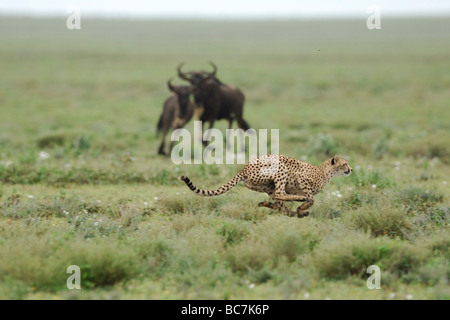 Stock Foto von einem Geparden sprinten hinter zwei Gnus auf der kurzen Grasebenen der Ndutu, Tansania, Februar 2009. Stockfoto