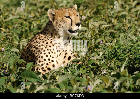 Stock Foto von einem Geparden sitzen in der Vegetation auf der kurzen Grasebenen der Ndutu, Ngorongoro Conservation Area, Tansania. Stockfoto