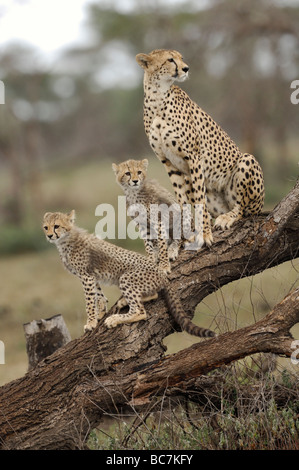 Stock Foto von einem Geparden und jungen sitzen auf einem Baumstamm Ndutu, Ngorongoro Conservation Area, Tansania, Februar 2009. Stockfoto