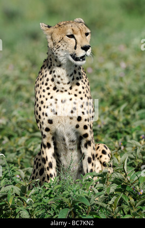 Stock Foto von einem Geparden sitzen in der Vegetation auf der kurzen Grasebenen der Ndutu, Ngorongoro Conservation Area, Tansania. Stockfoto