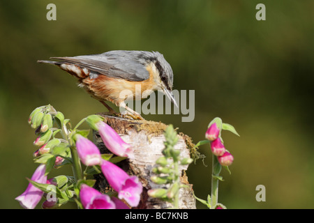 Kleiber Sitta Europaea thront auf einem Birke Baumstamm umgeben von rosa Fingerhut Blumen Stockfoto