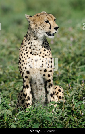 Stock Foto von einem Geparden sitzen in der Vegetation auf der kurzen Grasebenen der Ndutu, Ngorongoro Conservation Area, Tansania. Stockfoto
