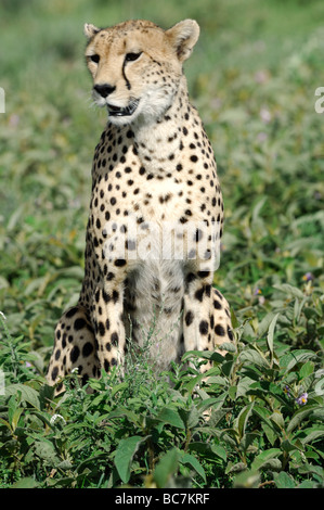 Stock Foto von einem Geparden sitzen in der Vegetation auf der kurzen Grasebenen der Ndutu, Ngorongoro Conservation Area, Tansania. Stockfoto