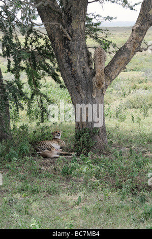 Stock Foto von einem Geparden Cub Abstieg von einem Baum, Serengeti Nationalpark, Tansania, Februar 2009. Stockfoto