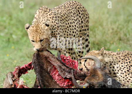 Stock Foto von zwei Geparden (Acinonyx Jubatus) Fütterung auf Gnus Kadaver, Ndutu, Ngorongoro Conservation Area, Tansania Stockfoto