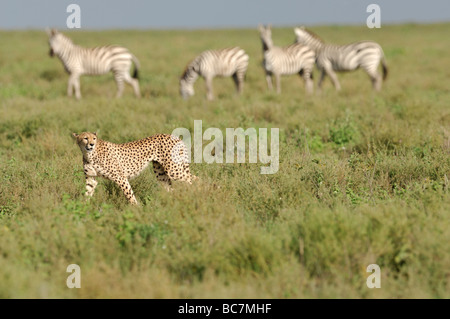 Stock Foto von einem Geparden, vorbei an Zebras, Ndutu, Tansania, 2009. Stockfoto