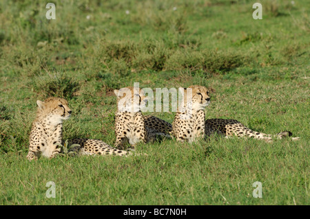 Stock Foto von drei Geparden Geschwistern ruht auf der kurzen Grasebenen Ndutu, Tansania. Stockfoto