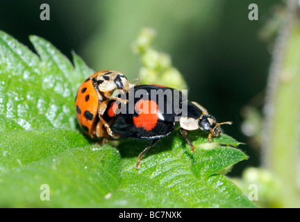 Ein sehr abwechslungsreiches paar Paarung Harlekin-Marienkäfer (Harmonia Axyridis). Stockfoto