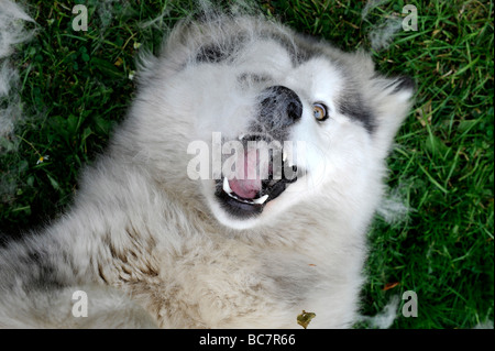 Eine große Alaskan Malamute spielt mit seinen Pelz gebürstet Stockfoto