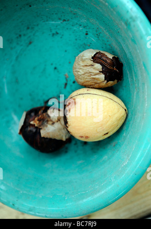 Bio Advocado Samen trocknen in einer grünen Schale in einem grünen Haus Stockfoto