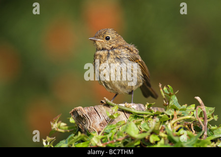 Robin Erithacus Rubecula juvenile thront auf einem Efeu bedeckt-log Stockfoto