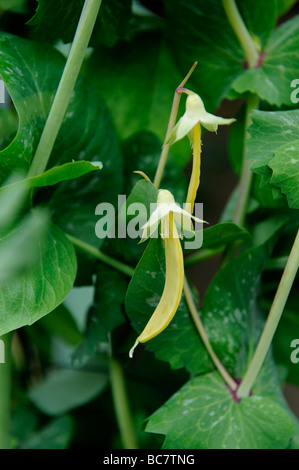 ein Close Up der gelben Mange Tout Erbsen wachsen in Hochbeete voller Haus gewachsen organischen Salatblätter und Gemüse, Devon, uk Stockfoto