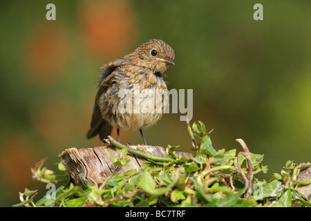 Robin Erithacus Rubecula thront auf einem Efeu bedeckt-log Stockfoto