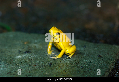 Golden Poison Frog, Phyllobates Terribilis, in Gefangenschaft. Als die giftigste Wirbeltier der Welt Stockfoto