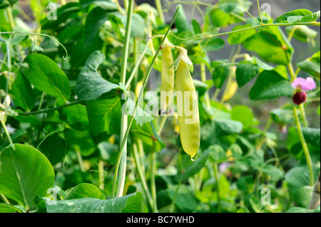 Mange Tout wachsen in Hochbeeten voller Haus gewachsen organischen Salatblätter und Gemüse, Devon, uk Stockfoto