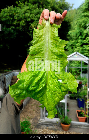 Ein weibliche britische Gärtner hält einen riesigen Salatblatt gewachsen in Hochbeeten in ihrer Hand, uk Stockfoto
