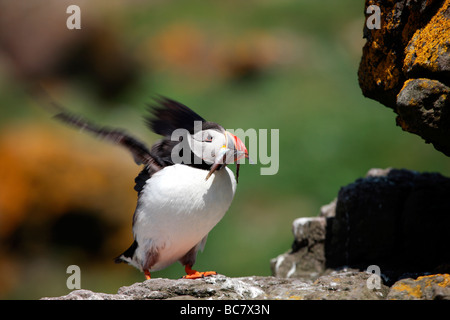 Papageientaucher, die Landung auf Felsen mit Sandaalen im Schnabel Stockfoto